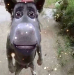 Meet your Posher, Ingrid